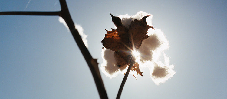 Regenerative Cotton