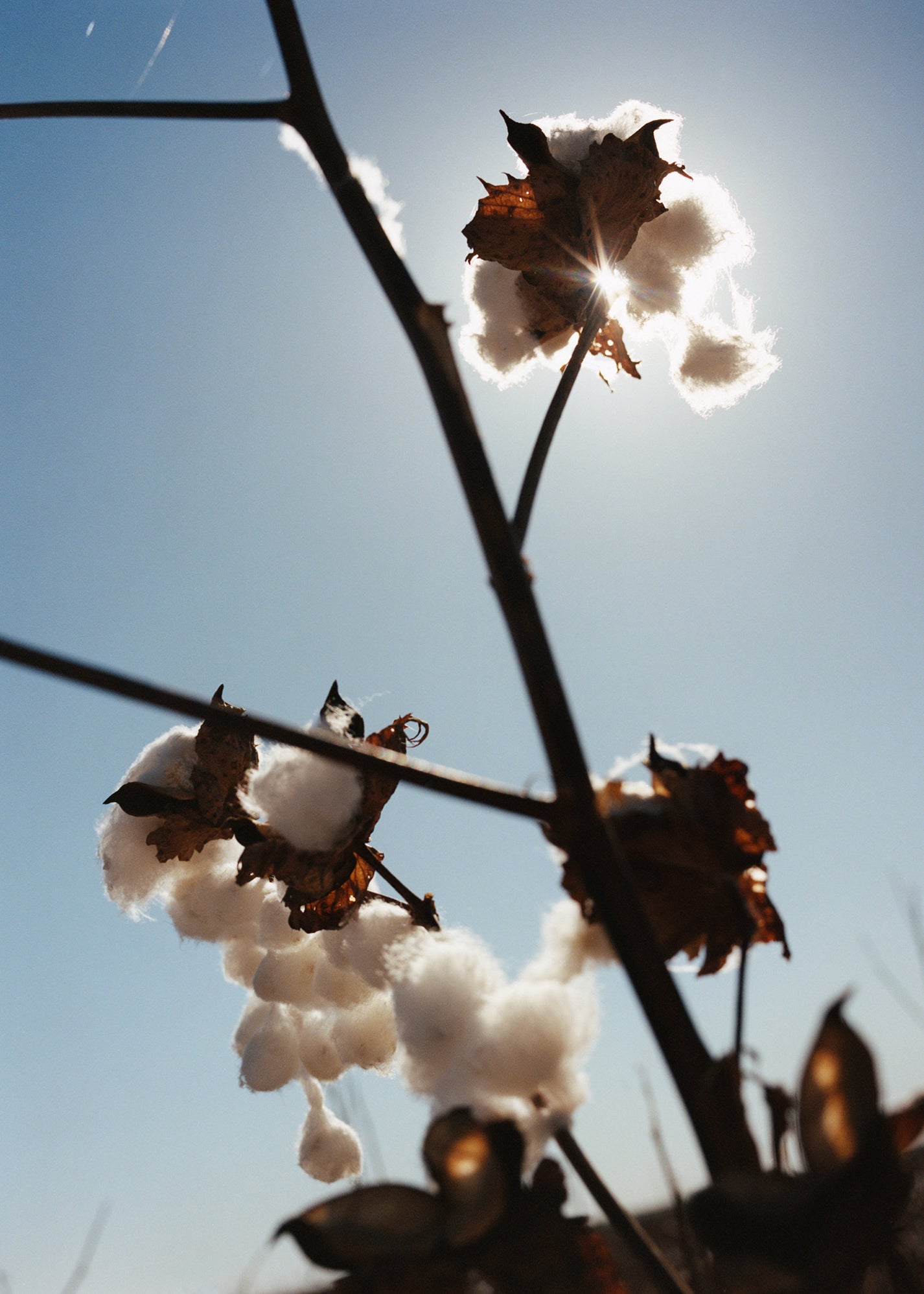 Citizens of Humanity Regenerative Cotton 