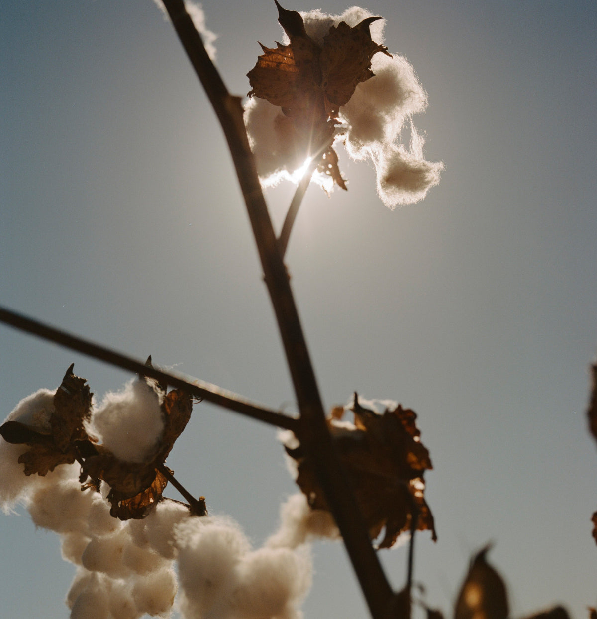 Regenerative Cotton